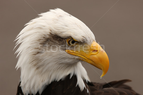 Bald Eagle Stock photo © scooperdigital
