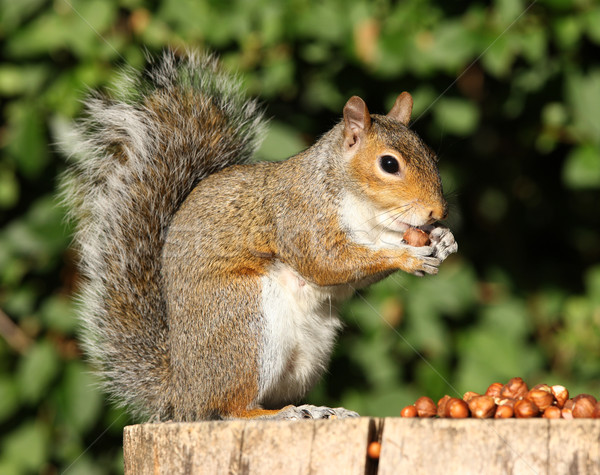 Stockfoto: Grijs · eekhoorn · portret · eten · hazelnoten · najaar