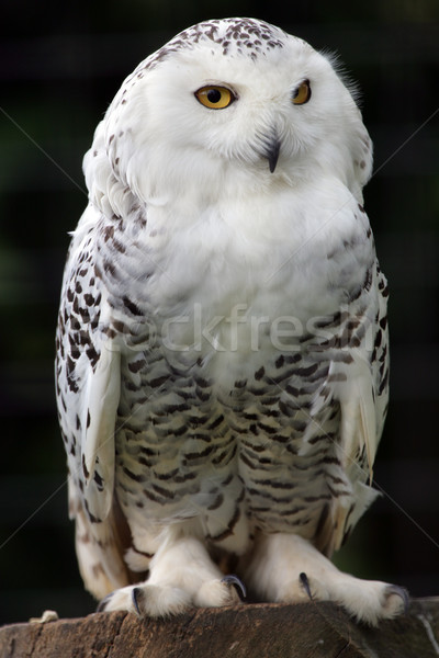 Snowy Owl Stock photo © scooperdigital