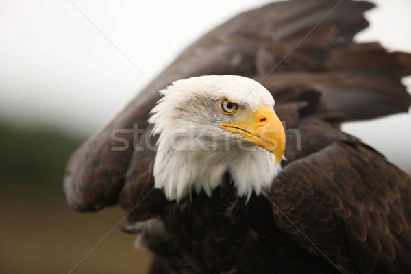 łysy orzeł portret ptaków czarny głowie Zdjęcia stock © scooperdigital