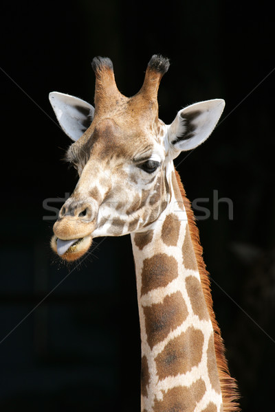 Girafe portrait peau parc animaux africaine Photo stock © scooperdigital