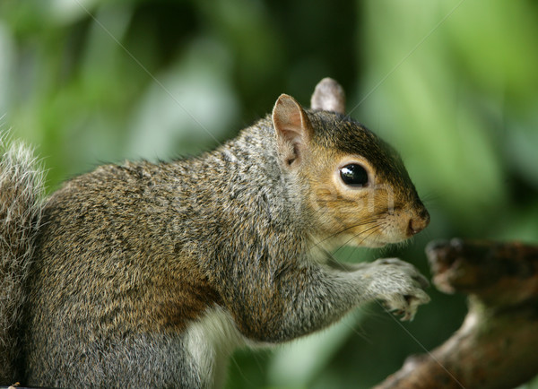 Gris écureuil portrait jardin manger cute [[stock_photo]] © scooperdigital