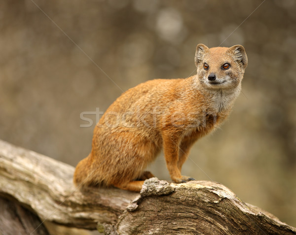 Yellow Mongoose Stock photo © scooperdigital