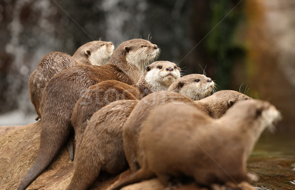 Stockfoto: Groep · natuur · dier · asia · rotsen