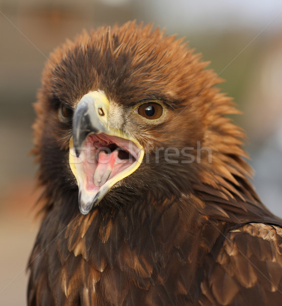 Golden Eagle Stock photo © scooperdigital