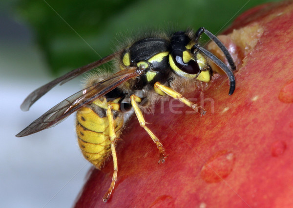 оса · яблоко · черный · крыльями · насекомое - Сток-фото © scooperdigital  (#1850132) | Stockfresh