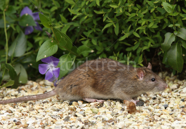 Brun rat sauvage nature cheveux Photo stock © scooperdigital