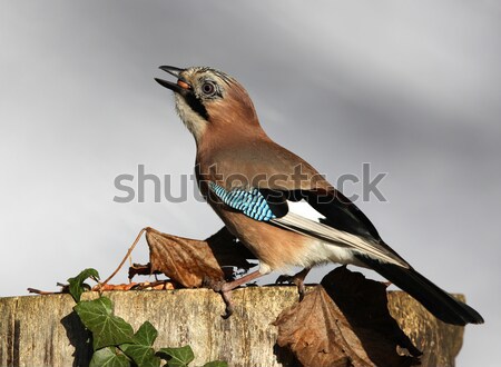 Stockfoto: Eten · pinda's · boom · winter · Blauw