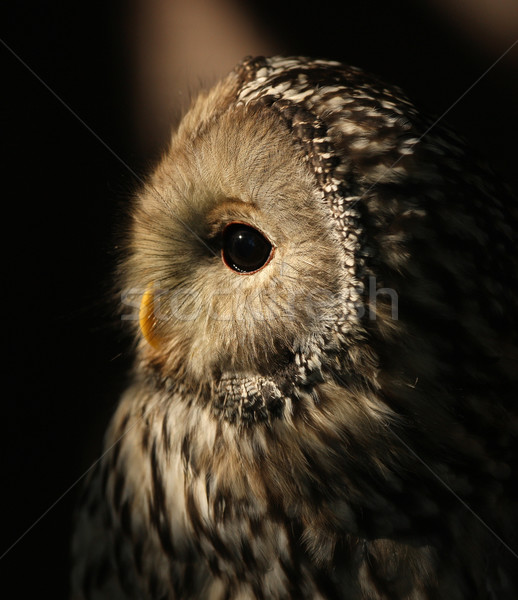 Ural Owl Stock photo © scooperdigital