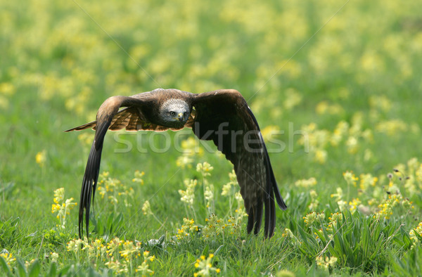 Noir kite battant prairie ciel [[stock_photo]] © scooperdigital