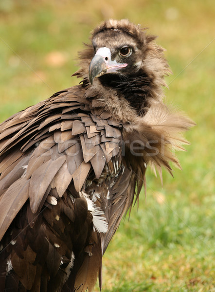 Cinereous Vulture Stock photo © scooperdigital