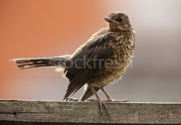 Blackbird Stock photo © scooperdigital