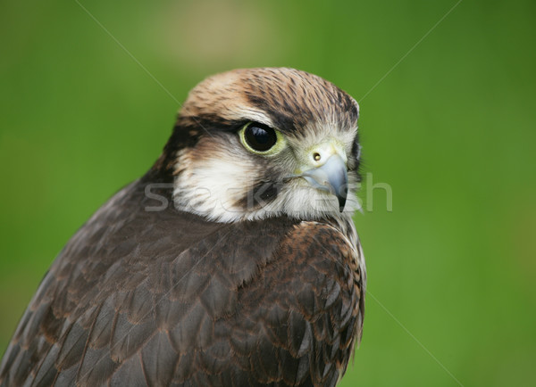 Falcon regarder oeil visage yeux [[stock_photo]] © scooperdigital