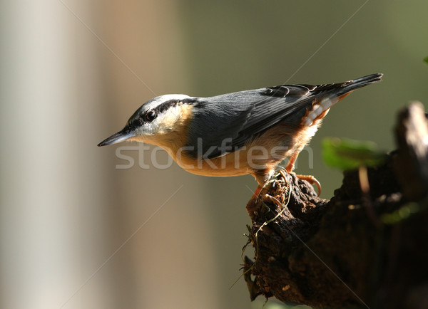 Regarder alimentaire vieux arbre oeil hiver [[stock_photo]] © scooperdigital