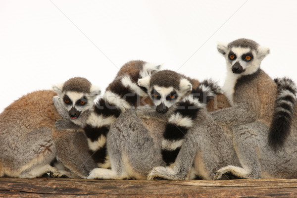 Stock photo: Ring Tailed Lemurs