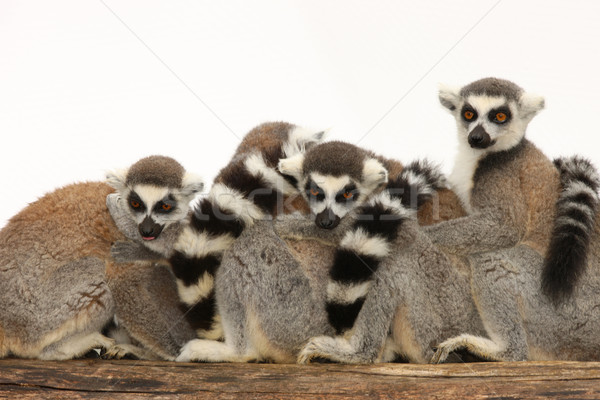 Anneau famille portrait animaux fourrures étroite [[stock_photo]] © scooperdigital