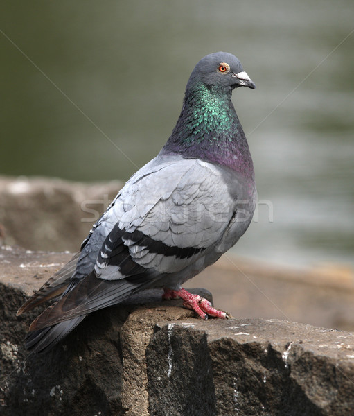 рок голубя портрет природы птица зеленый Сток-фото © scooperdigital