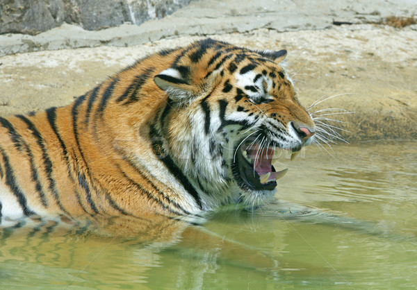 Bengalski Tygrys basen charakter piękna Zdjęcia stock © scooperdigital