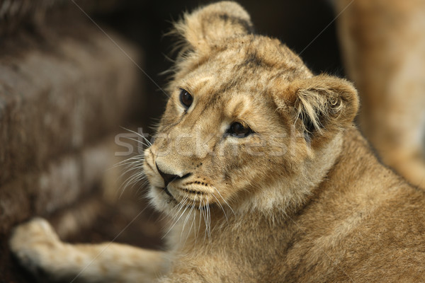 Asian leeuw welp portret afrika afrikaanse Stockfoto © scooperdigital
