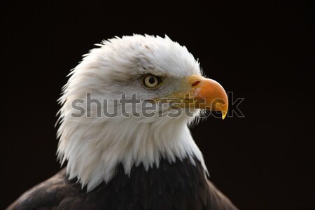 Kel kartal portre göz siyah özgürlük Stok fotoğraf © scooperdigital