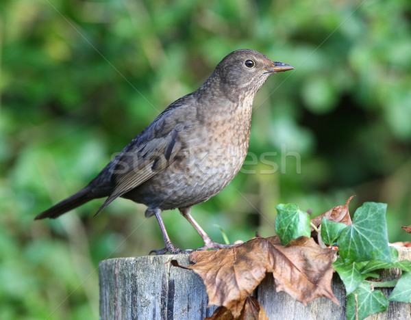 Stockfoto: Merel · vrouwelijke · boom · natuur · tuin