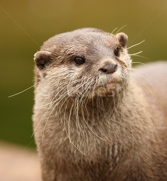 Oriental Short-Clawed Otter Stock photo © scooperdigital