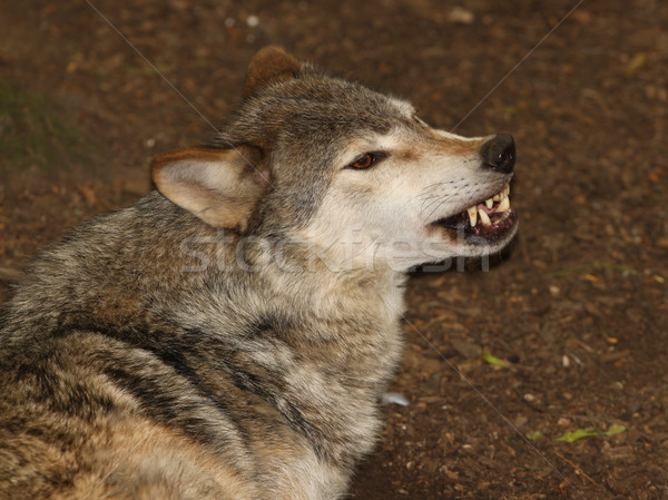 Grey Wolf Stock photo © scooperdigital