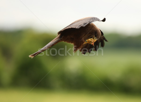Noir kite alimentaire aile Afrique africaine [[stock_photo]] © scooperdigital