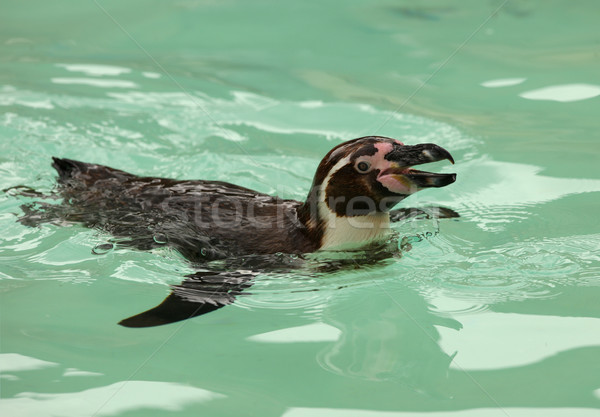 Pingouin bleu noir blanche animaux [[stock_photo]] © scooperdigital