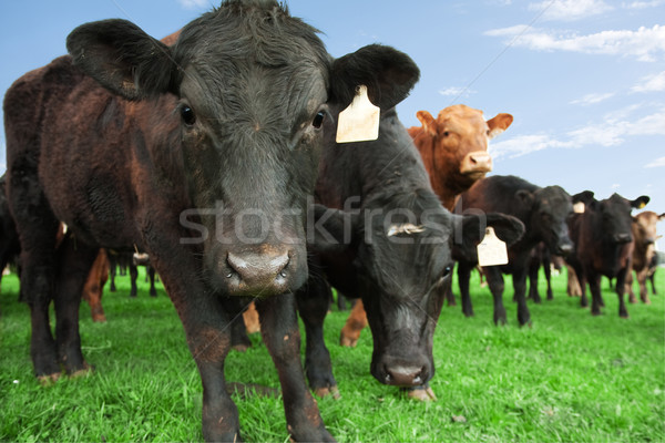 Carne de vacuno ganado granja primer plano vaca otro Foto stock © sdenness