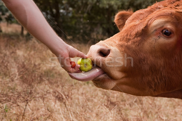 Bull taking hand fed apple to eat with tongue Stock photo © sdenness