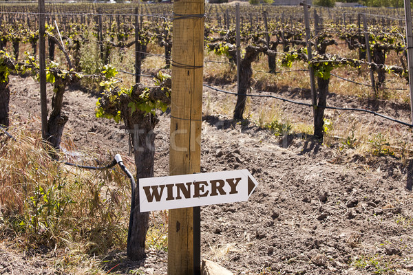 Borászat felirat szőlőskert irányok egy befejezés Stock fotó © searagen
