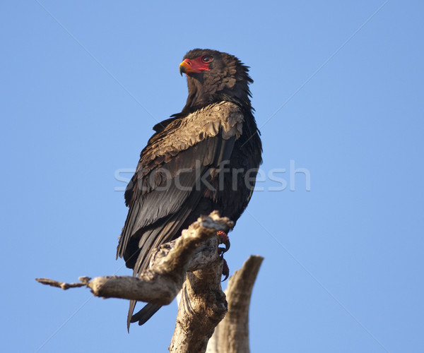 Bateleur - South African Eagle Stock photo © searagen