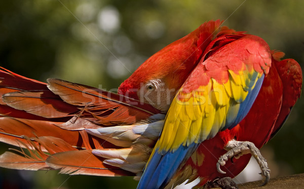 Scarlet Macaw Preening Stock photo © searagen