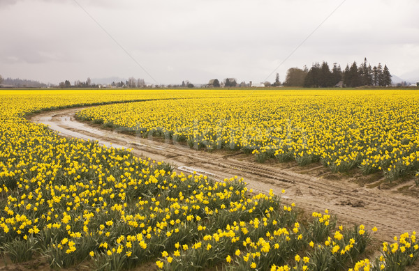 Daffodiil Farm In Bloom Stock photo © searagen