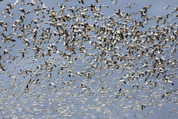 One Thousand Snow Geese Stock photo © searagen