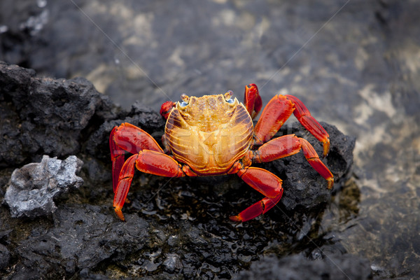 Sally Lightfoot Crab Stock photo © searagen