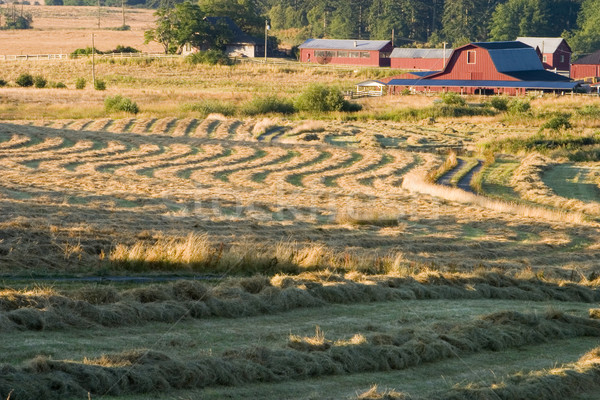 Farm and Hay Field Stock photo © searagen