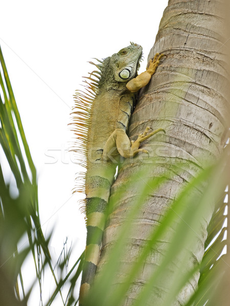 Zdjęcia stock: Iguana · wspinaczki · drzewo · gatunek · wyszukiwania
