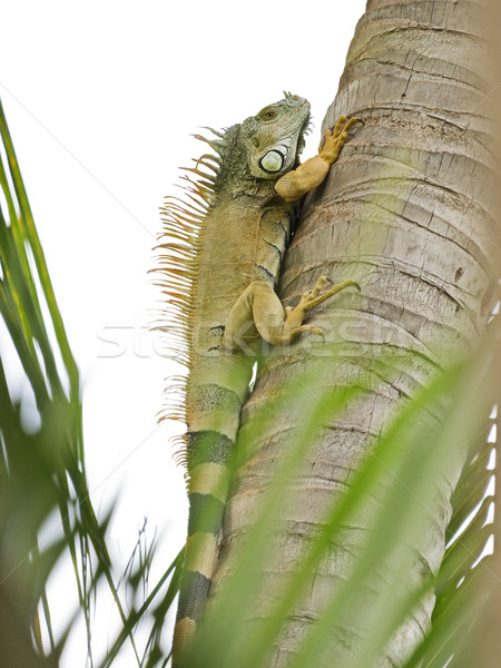 [[stock_photo]]: Sauvage · escalade · arbre · espèce · recherche