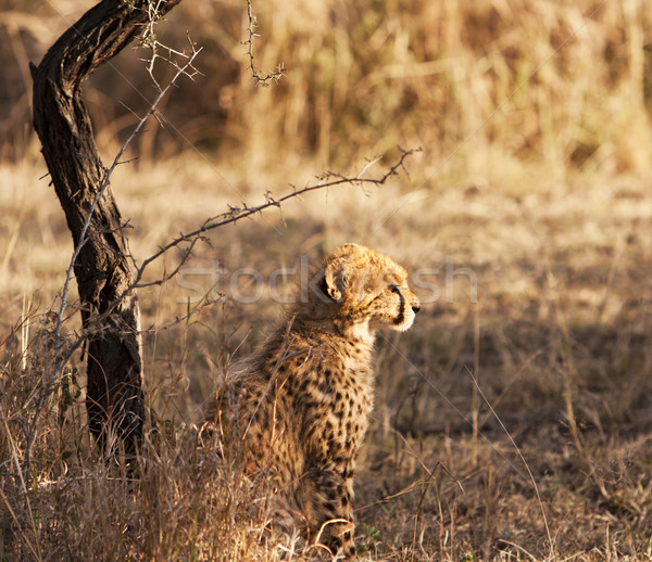 Young Cheetah Cub Stock photo © searagen