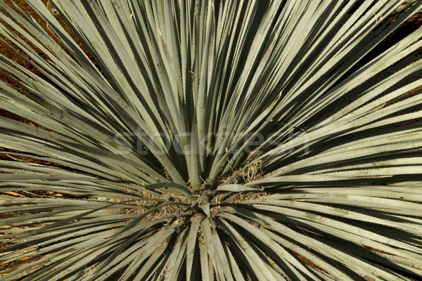 Desert Cactus Abstract Stock photo © searagen