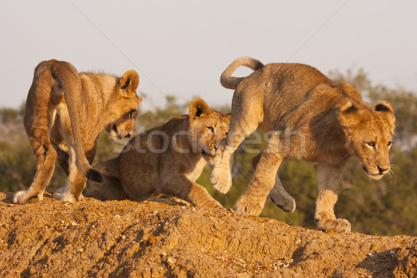 Three Lion Cubs At Play Stock photo © searagen