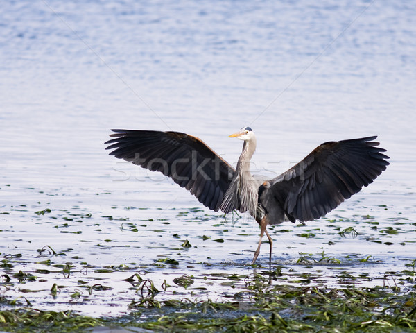 Stock photo: Great Blue Heron Wings