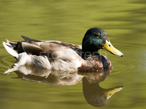 Pływanie kaczka staw mężczyzna zielone głowie Zdjęcia stock © searagen
