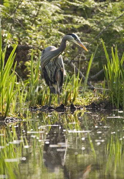 Great Blue Heron In Marsh Stock photo © searagen