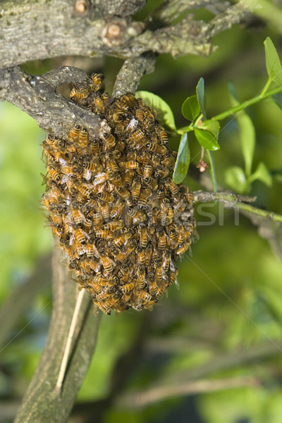 Honey Bee Swarm Stock photo © searagen