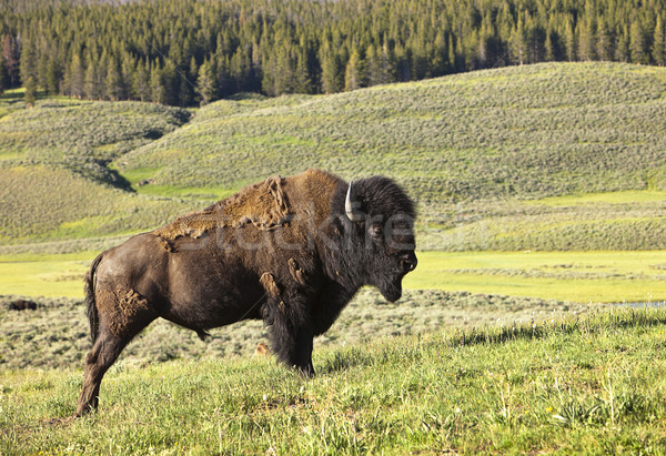 Masculin american bizon vale parc vară Imagine de stoc © searagen
