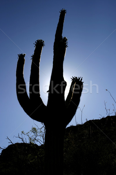 Cactus Silhouette Stock photo © searagen