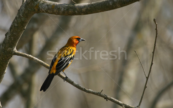 Vlam gekleurd vogel Puerto Rico Texas Stockfoto © searagen